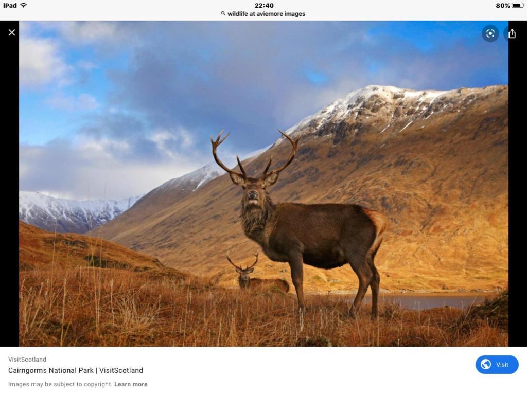 The Monarch Lodge ,Aviemore Holiday Park 외부 사진
